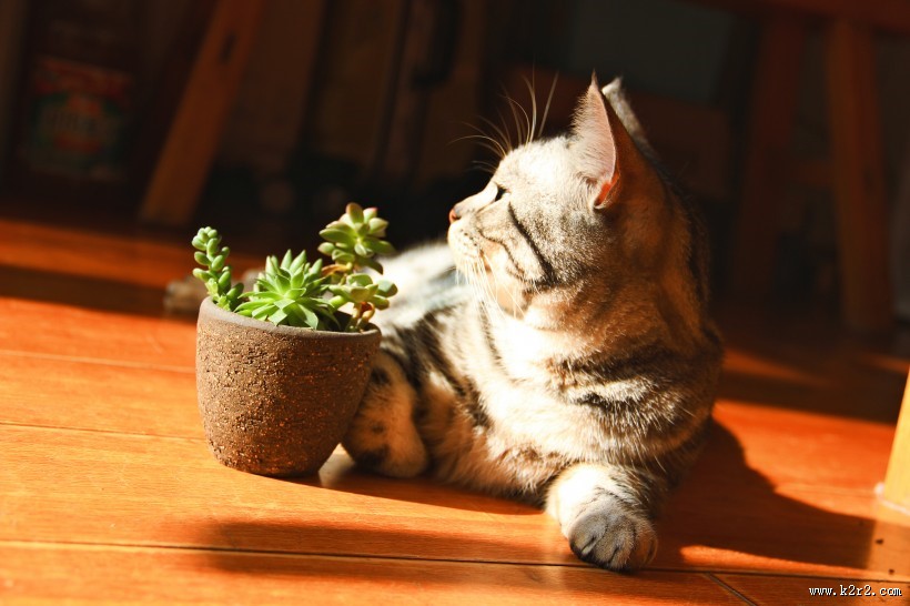 调皮可爱的猫图片