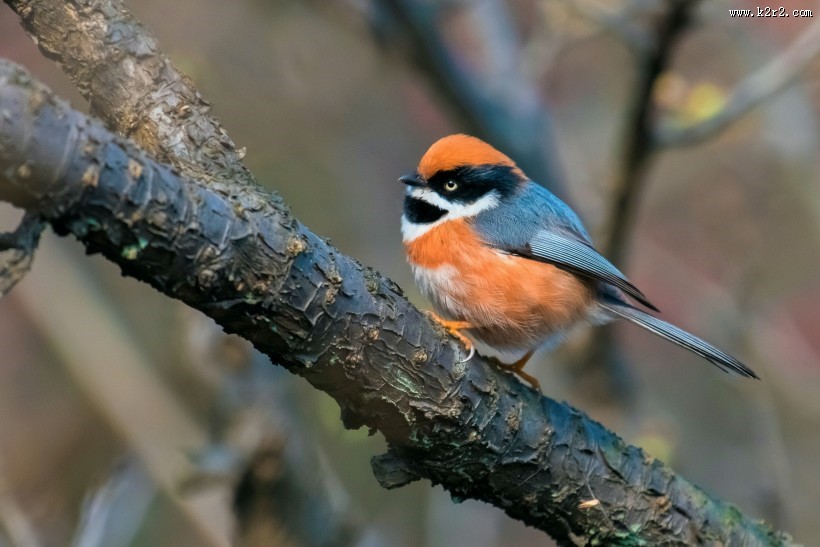 红头长尾山雀图片大全