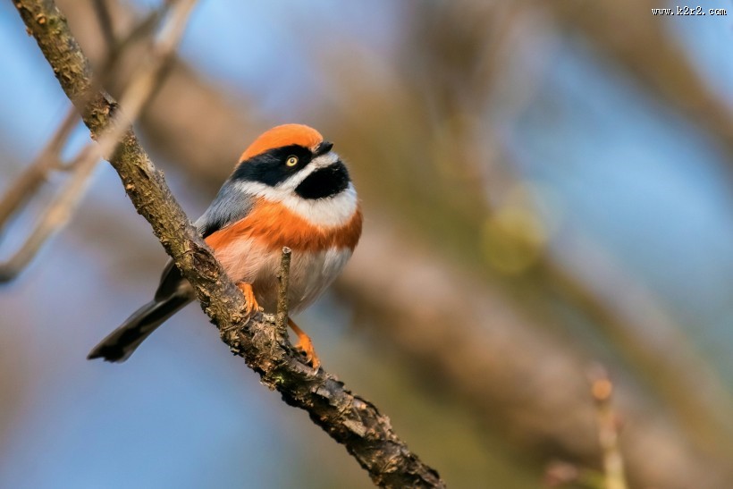 红头长尾山雀图片大全