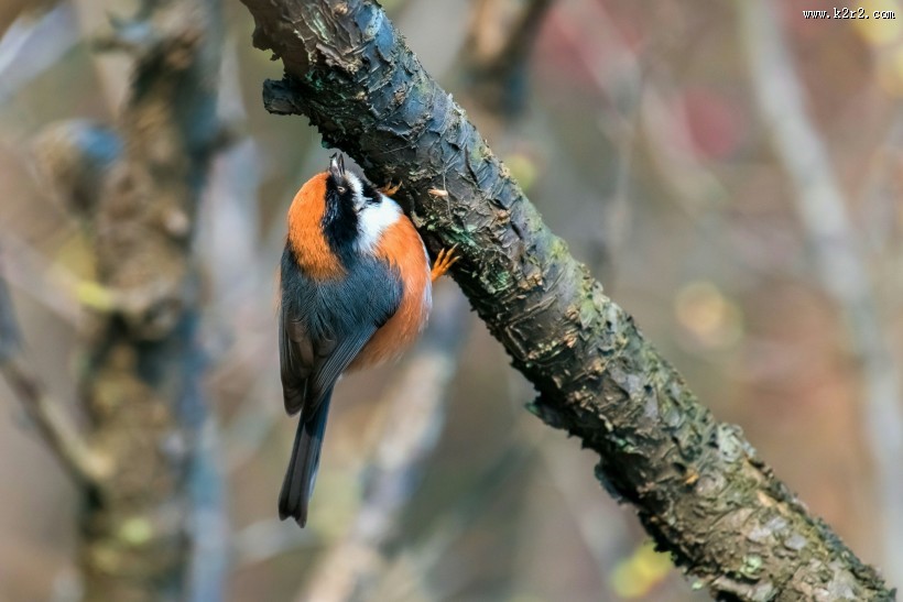 红头长尾山雀图片大全
