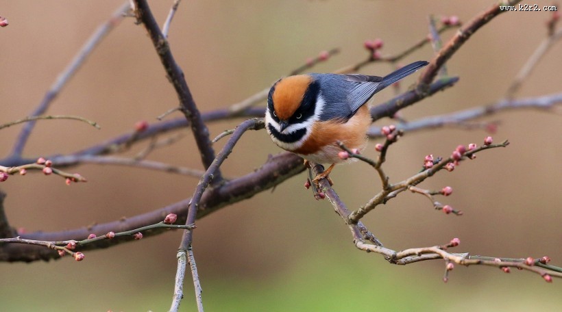 红头长尾山雀图片大全