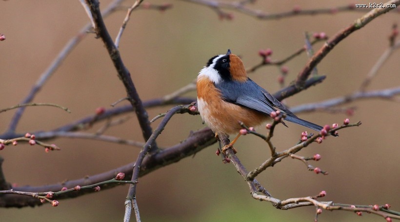 红头长尾山雀图片大全