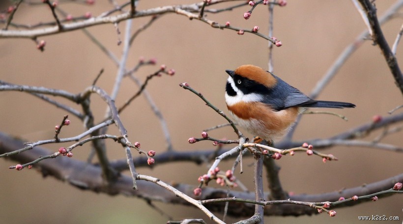 红头长尾山雀图片大全