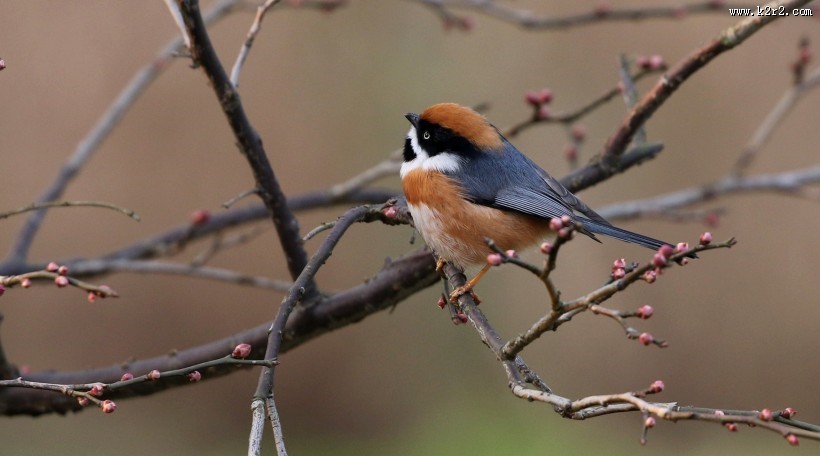 红头长尾山雀图片大全