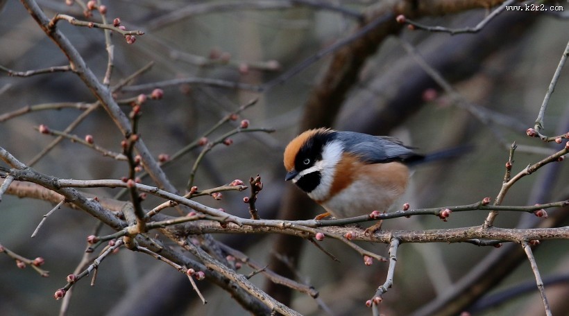 红头长尾山雀图片大全