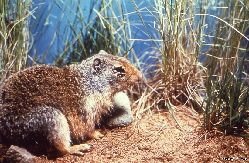 可爱的土拨鼠图片