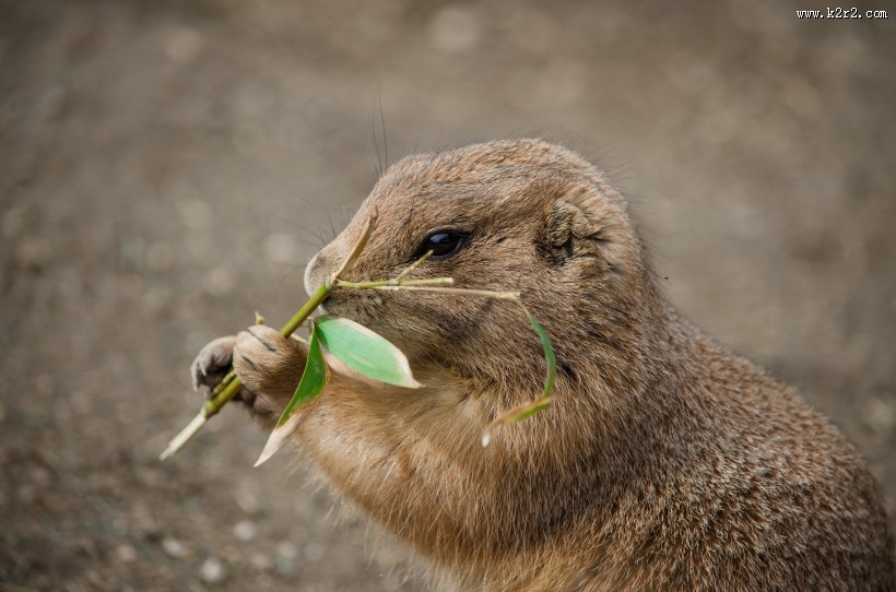 可爱的土拨鼠图片
