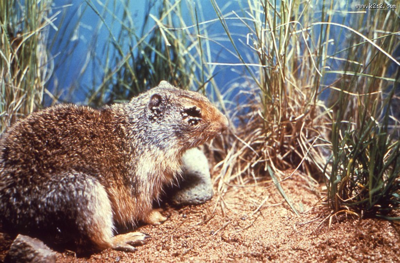 可爱的土拨鼠图片