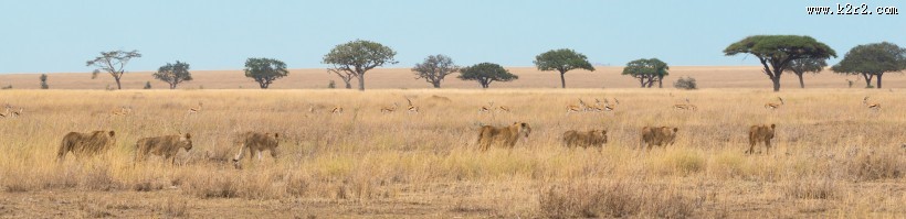 凶猛的野生母狮子图片