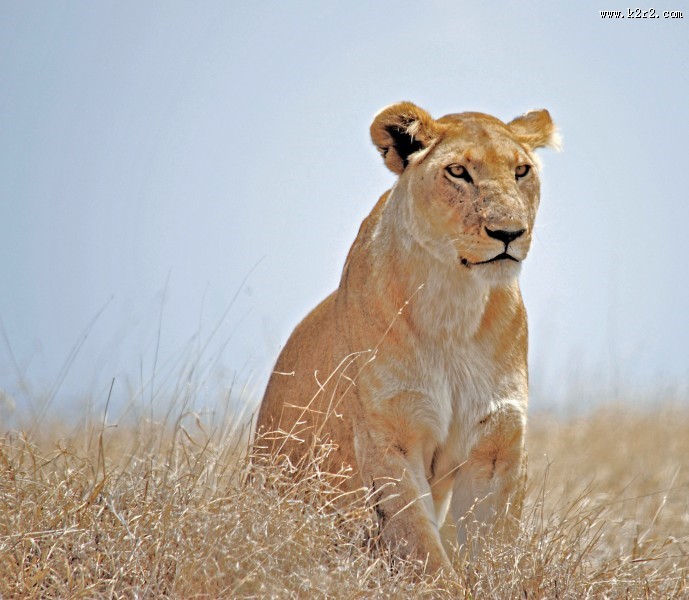 凶猛的野生母狮子图片