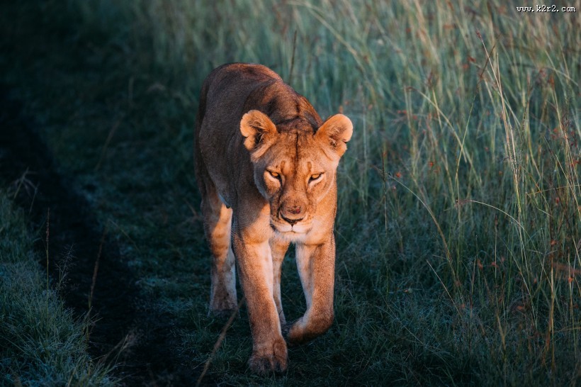 凶猛的野生母狮子图片