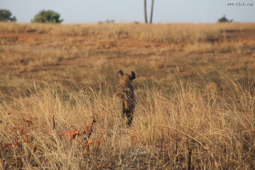 凶猛的野生母狮子图片