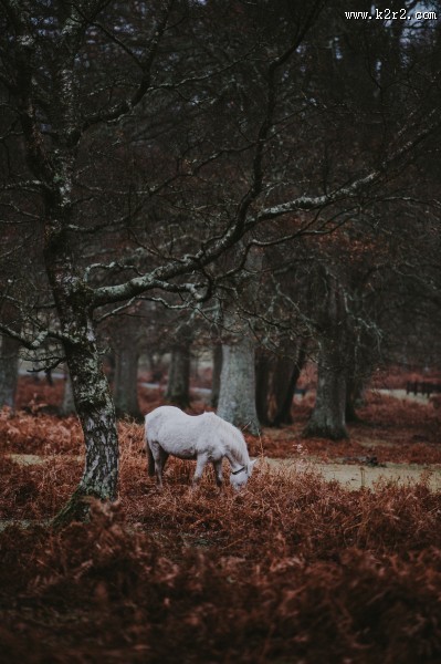 白色的骏马图片