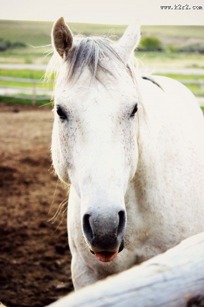 白色的骏马图片