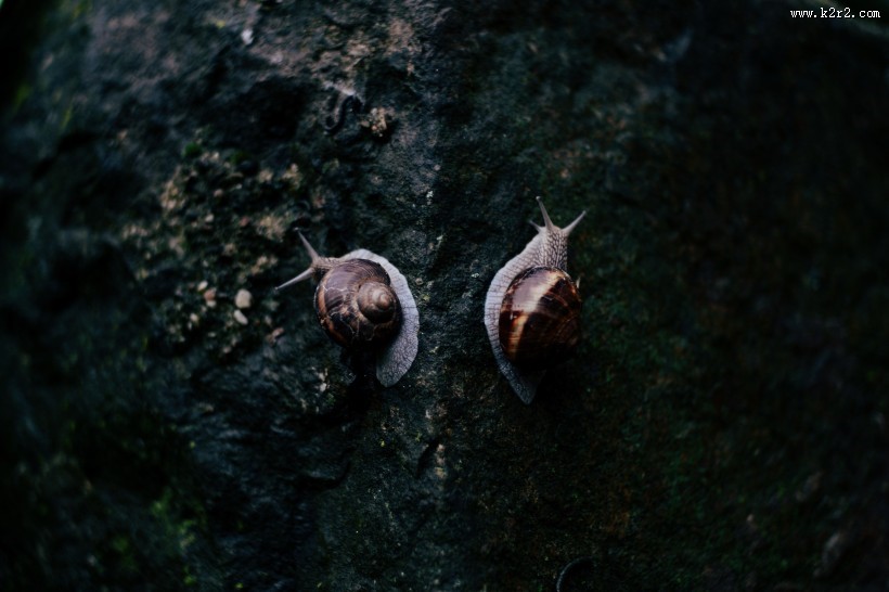 爬行的蜗牛图片大全