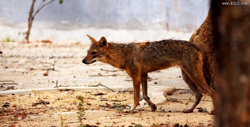 可爱的狐狸图片大全