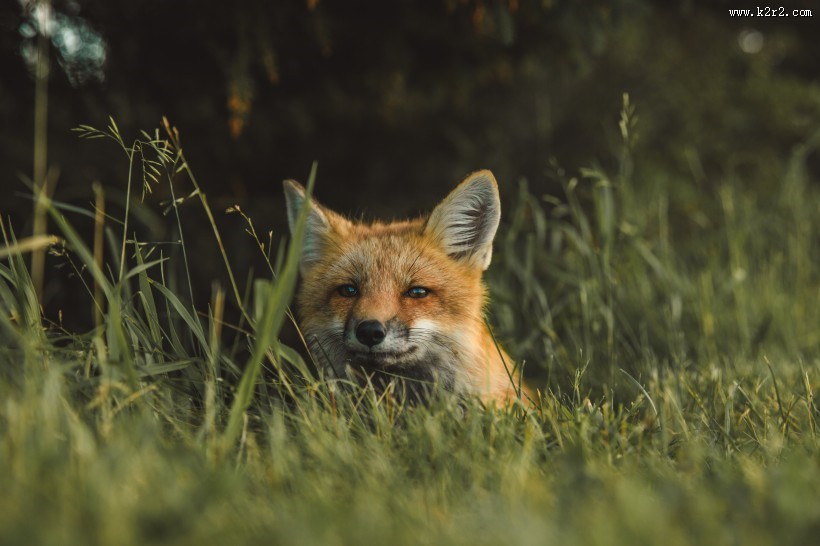 可爱的狐狸图片大全