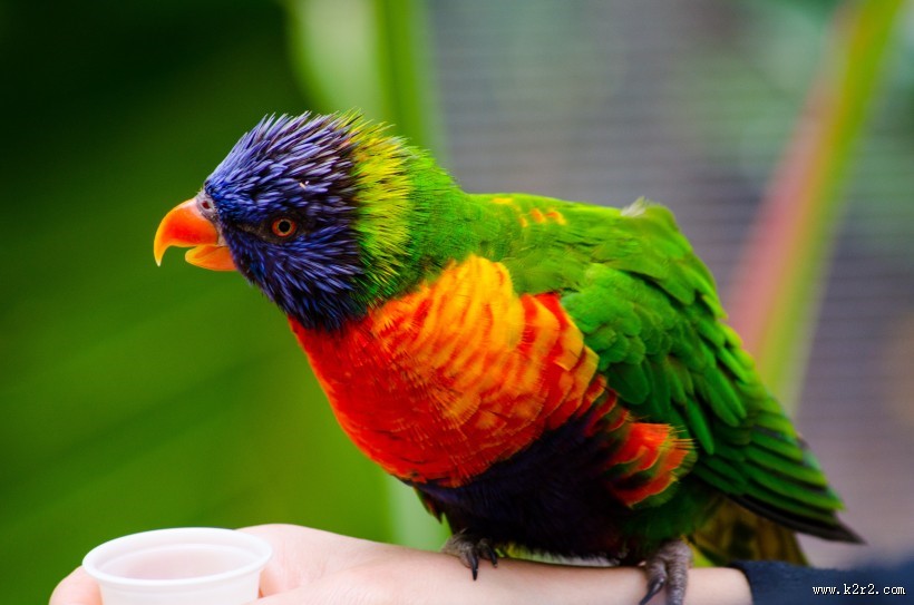 羽毛艳丽的鹦鹉图片