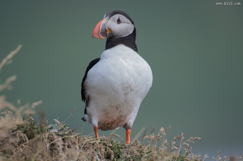 好看的海雀图片