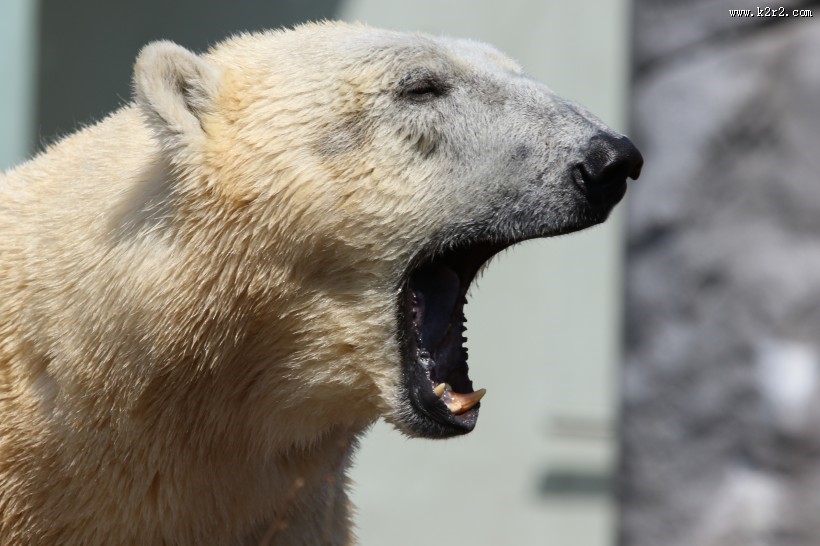 笨拙的北极熊图片大全