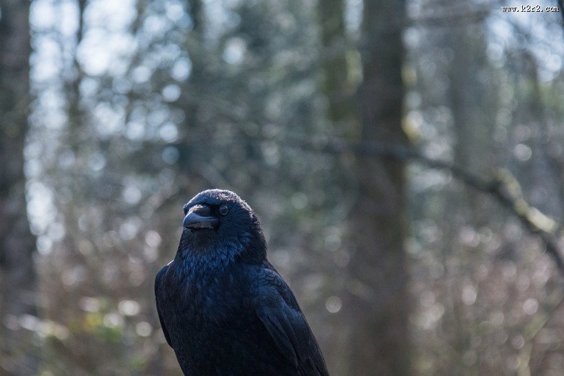 黑漆漆的乌鸦图片