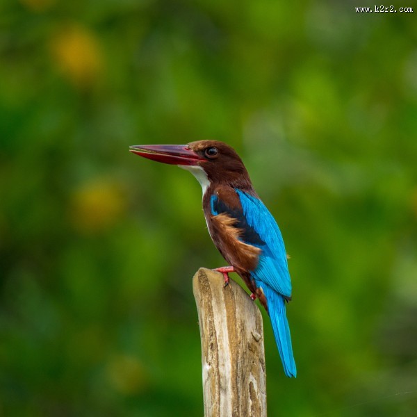 轻盈敏捷的翠鸟图片大全