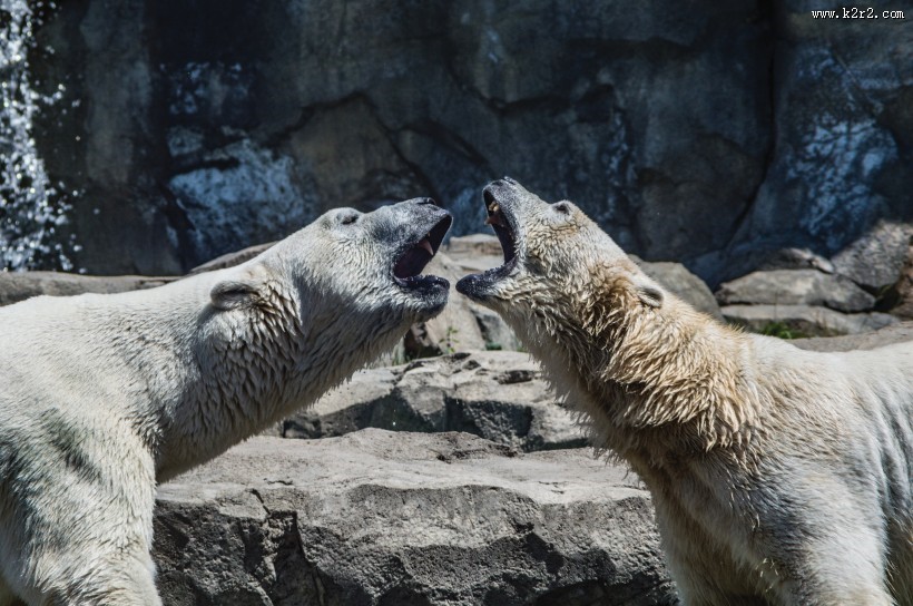 笨拙的北极熊图片