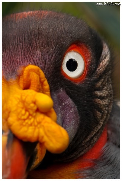 凶狠的秃鹫图片