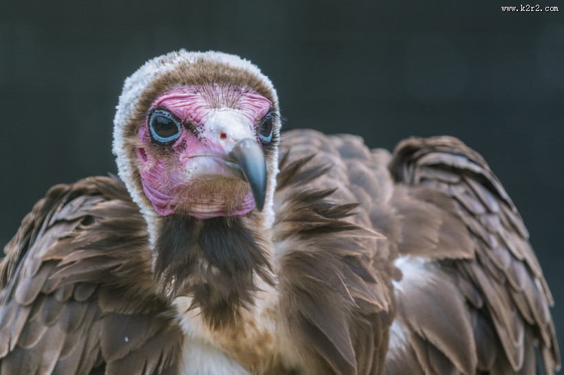 凶狠的秃鹫图片