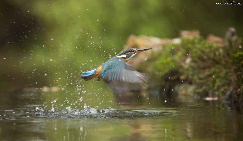 轻盈敏捷的翠鸟图片