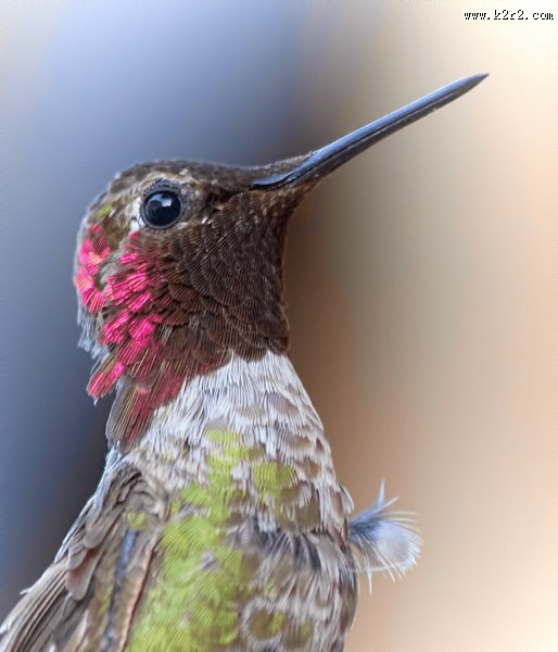 小巧玲珑的蜂鸟图片大全