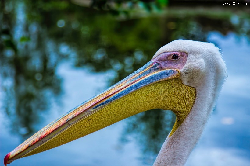 嘴巴尖长的鹈鹕图片