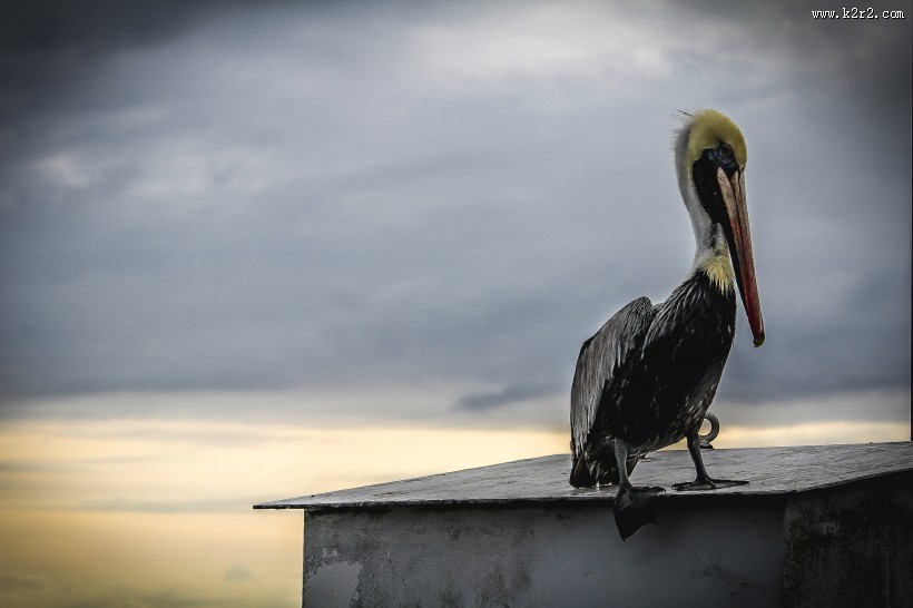 嘴巴尖长的鹈鹕图片