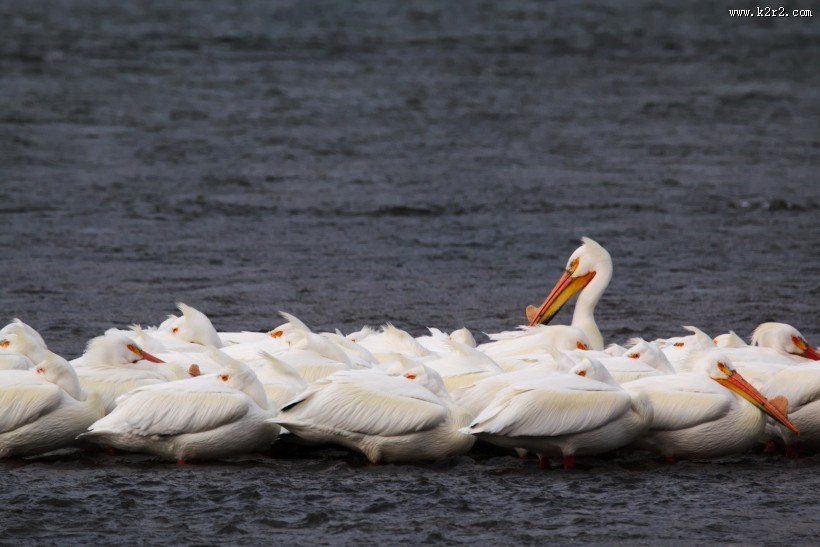 嘴巴尖长的鹈鹕图片