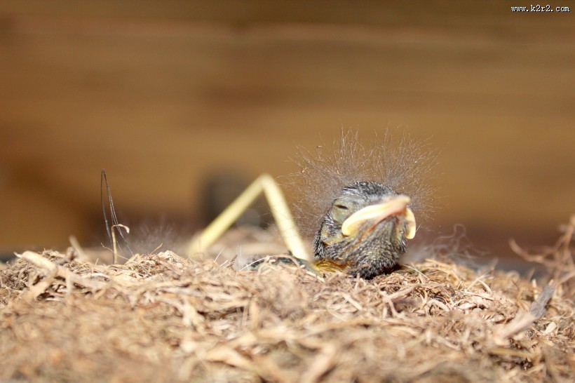 鸟窝里的雏鸟图片
