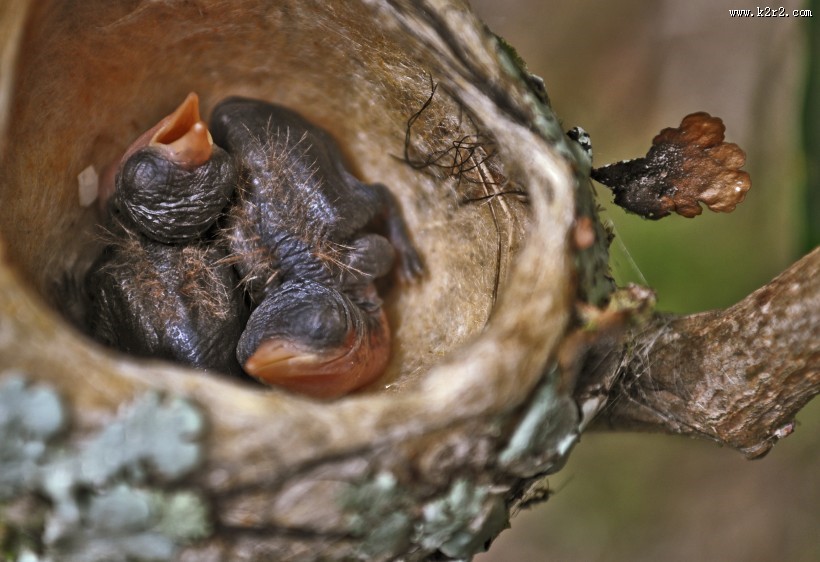 嗷嗷待哺的雏鸟图片
