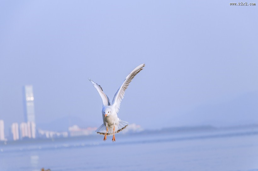 飞翔觅食的白色海鸥图片