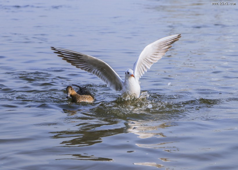 飞翔觅食的白色海鸥图片