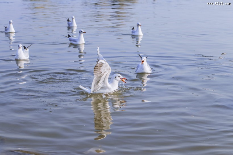 飞翔觅食的白色海鸥图片