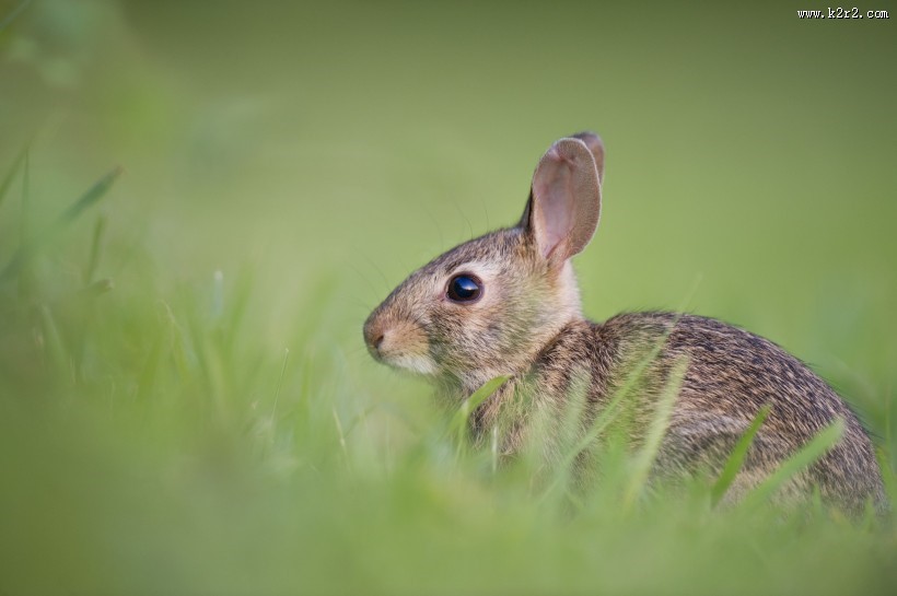 可爱的兔子图片大全