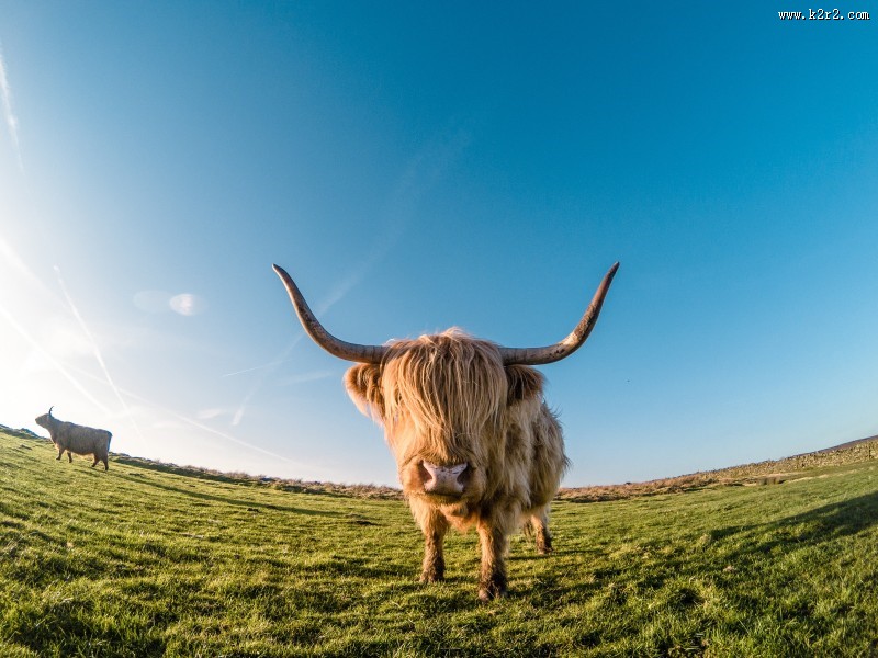 憨厚的牦牛牛图片