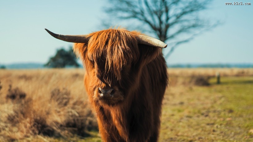憨厚的牦牛牛图片