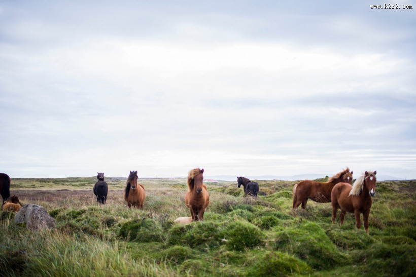 一群悠闲的马图片