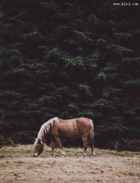 一匹站着的马图片