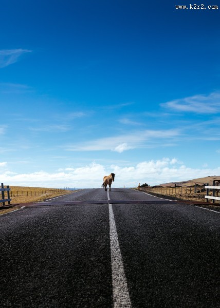 一匹站着的马图片