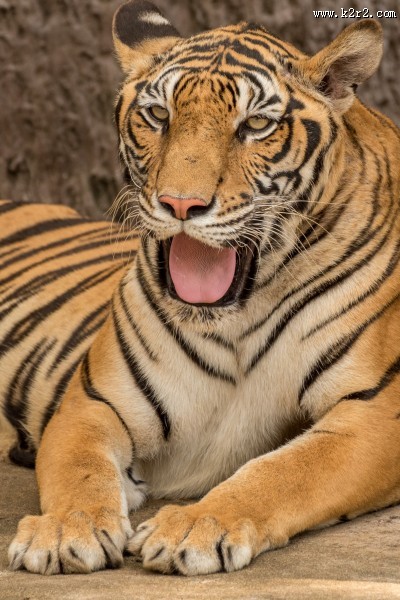 凶猛的老虎图片大全