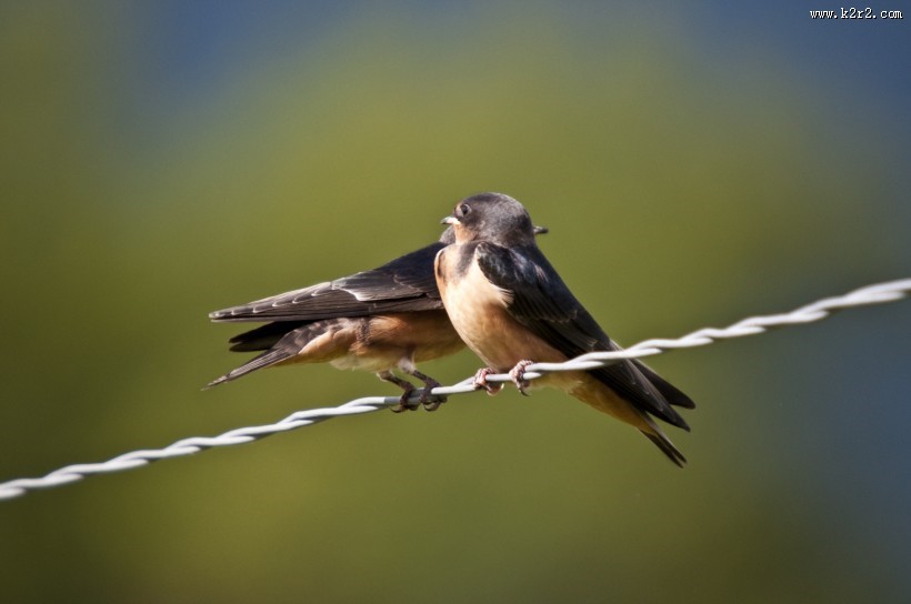黑色可爱的燕子图片