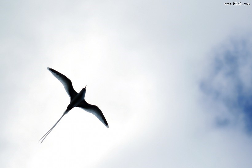 黑色可爱的燕子图片