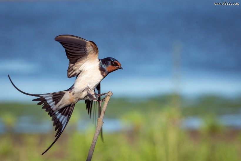黑色可爱的燕子图片