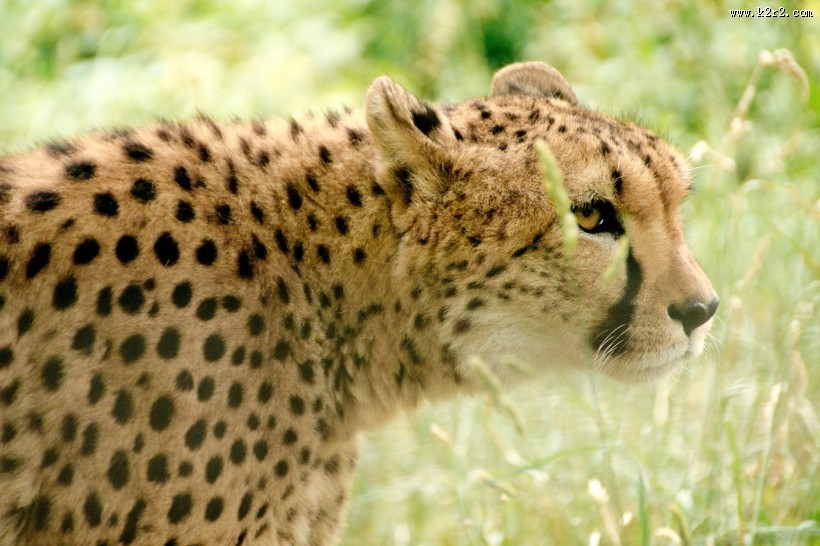 漂亮威武的金钱豹图片